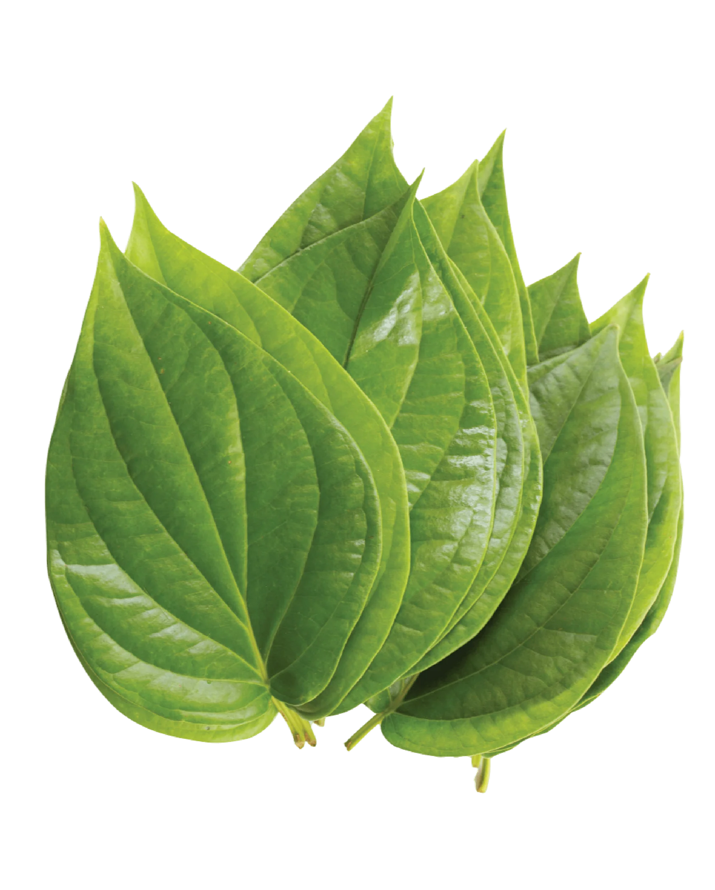 Paan patti (पान) 5pc