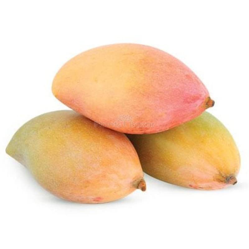Aam (आम) 500g