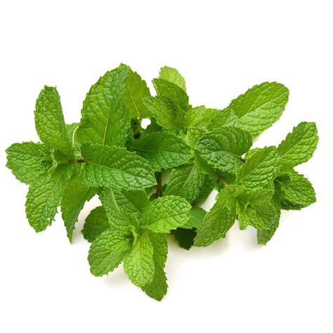 पुदीना
