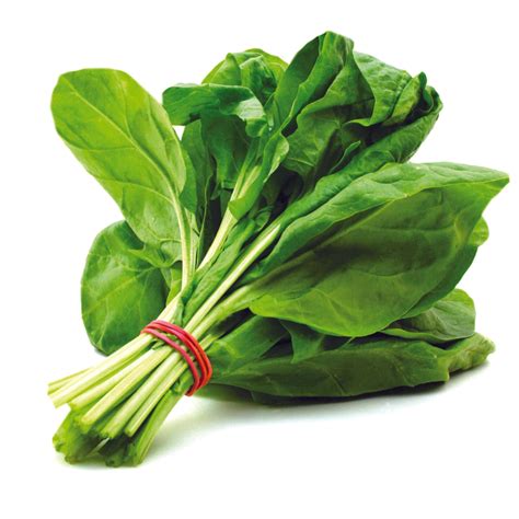 पलक